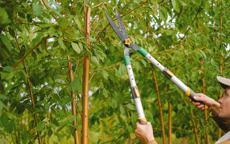 Tree trimming in Sachse, TX